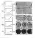 Fig. 35 - MODULATION OF ASYMMETRIC PROLIFERATION