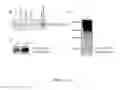 Fig. 09 - METHOD FOR IDENTIFYING BIOACTIVE PROTEIN, AND BIOACTIVE PROTEIN OBTAINED BY SAID METHOD