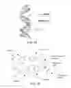 Fig. 02 - Data storage based on encoded DNA sequences