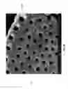 Fig. 08 - Diatomaceous energy storage devices