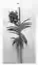 Fig. 02 - Vanda plant named 'SPCDW1705'
