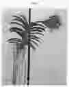 Fig. 02 - Vanda Plant Named 'SPCDW1703'