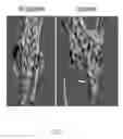 Fig. 07 - Conditional rodent Acvr1 mutant gene