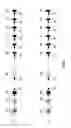 Fig. 02 - Enhanced immunoglobulin diversity