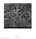Fig. 02 - ELECTROSPUN FIBERS HAVING A PHARMACEUTICAL AND METHODS OF MAKING AND USING THE SAME