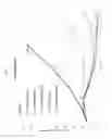 Fig. 02 - HSP90 targeted conjugates and particles and formulations thereof