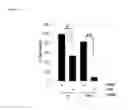 Fig. 20 - Methods of sensitizing a patient with glioma to a therapeutic agent by administering small hairpin RNA targeting PDZ-RHOGEF