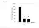Fig. 22 - Methods of sensitizing a patient with glioma to a therapeutic agent by administering small hairpin RNA targeting PDZ-RHOGEF