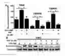 Fig. 28 - Methods of sensitizing a patient with glioma to a therapeutic agent by administering small hairpin RNA targeting PDZ-RHOGEF