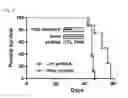 Fig. 35 - Methods of sensitizing a patient with glioma to a therapeutic agent by administering small hairpin RNA targeting PDZ-RHOGEF