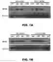 Fig. 02 - COMPOSITIONS TARGETING SENESCENT CELLS AND THE USES THEREOF