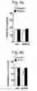 Fig. 07 - Adamantane derivative and use thereof