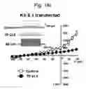 Fig. 35 - Adamantane derivative and use thereof