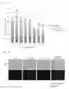 Fig. 49 - Suppression and regeneration promoting effect of low molecular weight compound on cancer and fibrosis