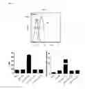 Fig. 07 - Skin-penetrating peptide and method for using same