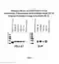 Fig. 02 - METHODS TO PRODUCE ROD-DERIVED CONE VIABILITY FACTOR (RDCVF)