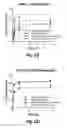 Fig. 63 - ANTIBODIES AGAINST CD73 AND USES THEREOF