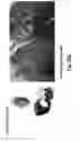 Fig. 71 - ANTIBODIES AGAINST CD73 AND USES THEREOF