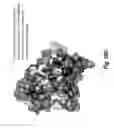 Fig. 79 - ANTIBODIES AGAINST CD73 AND USES THEREOF
