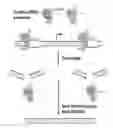 Fig. 01 - Compositions and methods for treating Huntington's disease and related disorders
