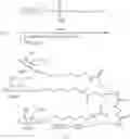Fig. 172 - COMPOSITIONS AND METHODS FOR MODULATING HBV EXPRESSION