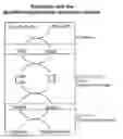 Fig. 02 - Method for producing mercaptans by disulfide enzyme hydrogenolysis