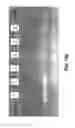 Fig. 33 - Methods for fast nucleic acid amplification
