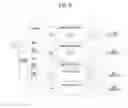 Fig. 07 - Method for transmitting data in a communication system and device therefor