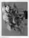 Fig. 02 - plant named ‘Hortmablo’