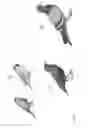 Fig. 02 - Method and apparatus for bird control