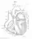 Fig. 02 - Transcatheter device for treating mitral regurgitation