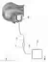 Fig. 02 - BUCCAL CAVITY FEEDING SYSTEM