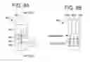 Fig. 09 - ARTICLE AND METHOD FOR A PHARMACEUTICAL AGENT