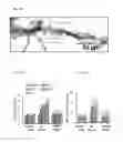 Fig. 32 - Brain derived PPARα ligands
