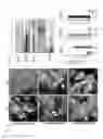 Fig. 34 - Brain derived PPARα ligands