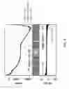 Fig. 04 - HIGHLY ENGRAFTABLE HEMATOPOIETIC STEM CELLS