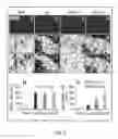 Fig. 06 - 3-D COLLAGEN SCAFFOLD-GENERATED EXOSOMES AND USES THEREOF