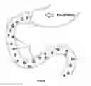 Fig. 10 - System and method for affecting intestinal microbial flora