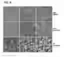 Fig. 07 - Inducing cell death by hyperactivation of motility networks