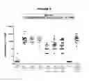 Fig. 09 - Meningococcus serogroup X conjugate