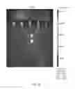 Fig. 49 - CATIONIC LIPID COMPOSITIONS FOR TISSUE-SPECIFIC DELIVERY