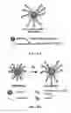 Fig. 02 - Materials and methods for effective in vivo delivery of DNA nanostructures to atherosclerotic plaques