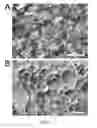 Fig. 02 - Decellularised cell wall structures from plants and fungus and use thereof as scaffold materials