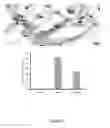 Fig. 09 - Decellularised cell wall structures from plants and fungus and use thereof as scaffold materials