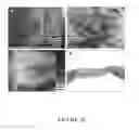 Fig. 45 - Decellularised cell wall structures from plants and fungus and use thereof as scaffold materials