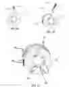 Fig. 06 - Implantable cuff electrode