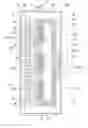 Fig. 01 - Thermal head and thermal printer