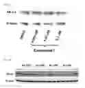 Fig. 06 - Ether compounds and uses thereof
