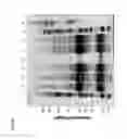 Fig. 07 - NOVEL BT TOXIN RECEPTORS AND METHODS OF USE