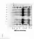 Fig. 08 - NOVEL BT TOXIN RECEPTORS AND METHODS OF USE